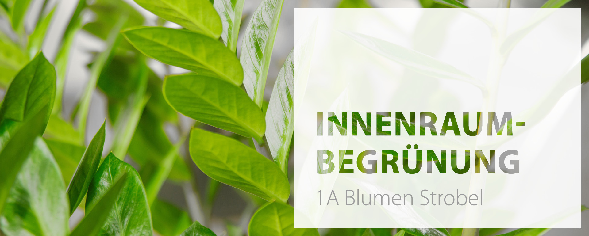 1a-blumen-strobel-fuerth-service-raumbegruenung