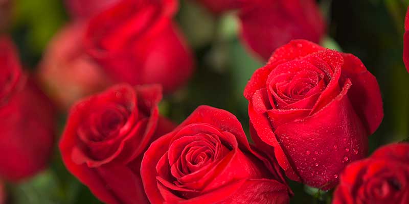 1a-blumen-strobel-fuerth-Sortiment-schnittblumen