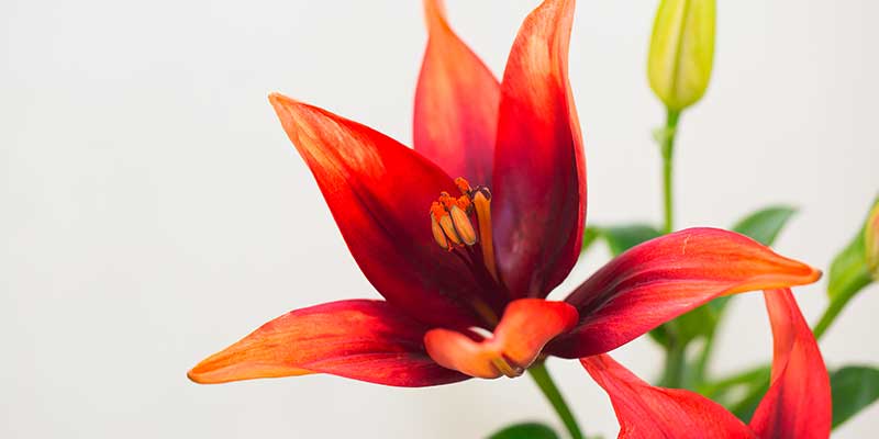 1a-blumen-strobel-fuerth-Sortiment-seidenblume