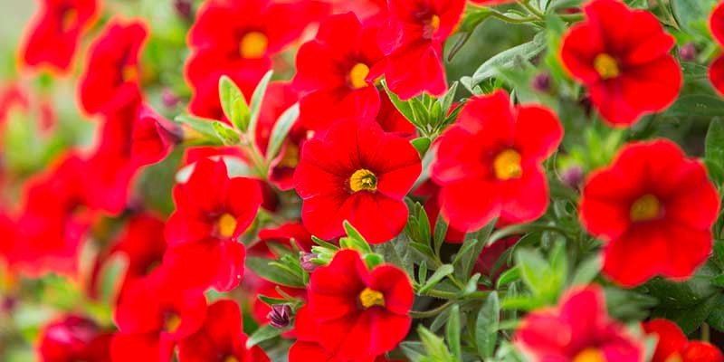 1a-blumen-strobel-fuerth-Sortiment-topfpflanze